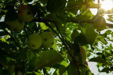 Close-up of a branch of an apple tree with red apples. High quality photo Stock Photos