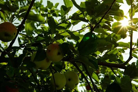 Close-up of a branch of an apple tree with red apples. High quality photo Stock Photos