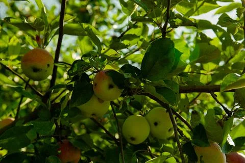 Close-up of a branch of an apple tree with red apples. High quality photo Stock Photos