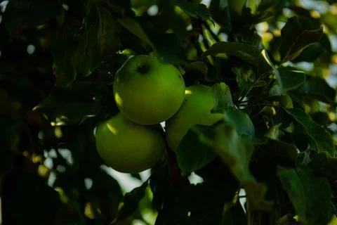Close-up of a branch of an apple tree with red apples. High quality photo Stock Photos