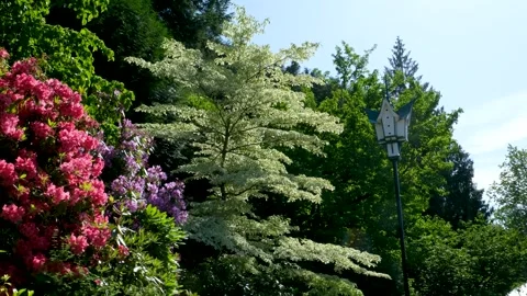 Close up of a branch of a beech tree in sunlight in spring Stock Footage 302811104