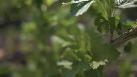 Close-up of a branch of black currant with fresh leaves. 4K Stock Footage 107399510