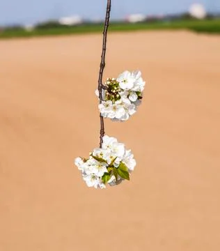 Close-up branch of bloom in spring Foto stock