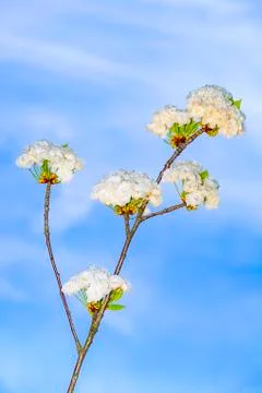 Close-up branch of bloom in spring Stock Photos