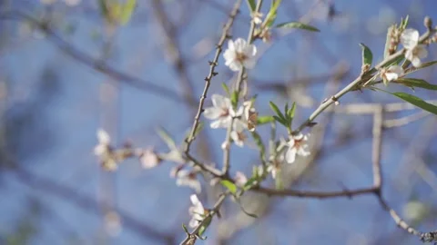Close-up of a branch of a blooming almond tree Stock Footage 303579133