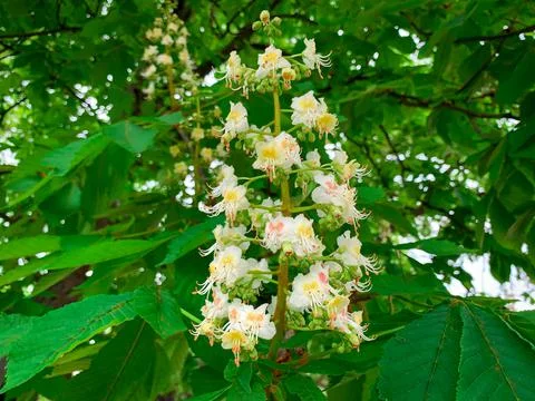 Close up branch of blooming chestnut flower in sunny day. Stock Photos