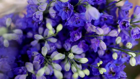 Close up Branch of blue hydrangea flowers in the garden Stock Footage 169073906