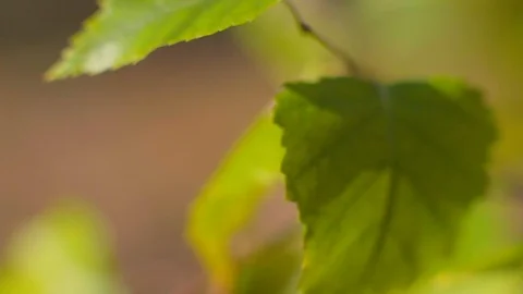 Close up of branch bright green young leaves moving swinging in the wind Stock Footage 128229895