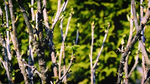 Close up branch with buds young leaves of blackberry bush growing Stock Footage 146853121