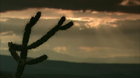Close up of branch of cactus with sunset behind Video stock 95601459