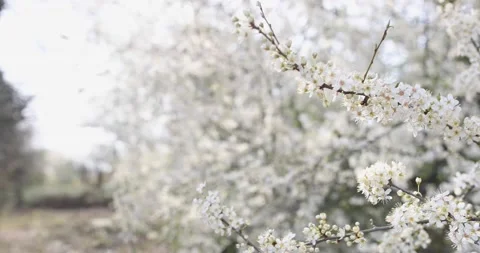 Close-up of a branch of cherry blossoms in the spring cherry orchard Stock Footage 130433080