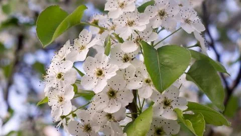 Close-up of a branch of cherry tree in bloom - white spring sakura blossom Stock Photos