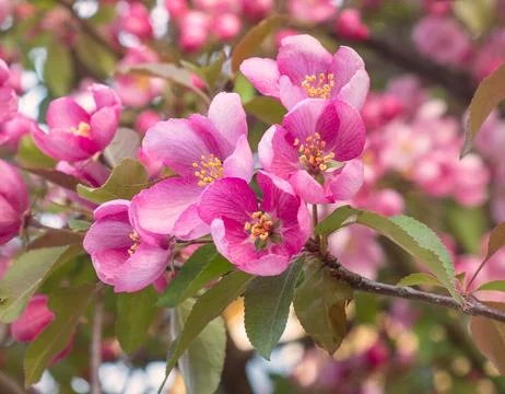 Close-up of a branch of cherry tree in bloom - pink spring sakura blossom Stock Photos