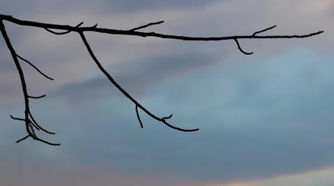 Close-Up of Branch on Cold Winter Day Stock Footage 36020103