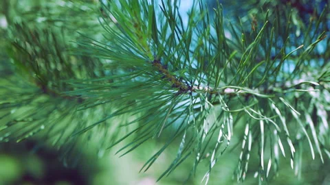 Close-up. A branch of conifer, pine Stock Footage 113761708