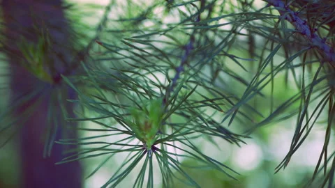 Close-up. A branch of conifer, pine Video stock 113761739