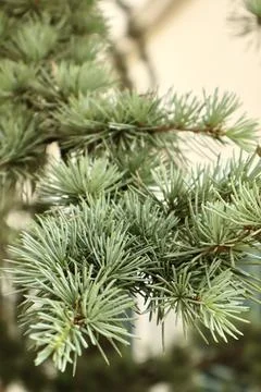 Close-up of a branch of a coniferous tree Fotos de archivo