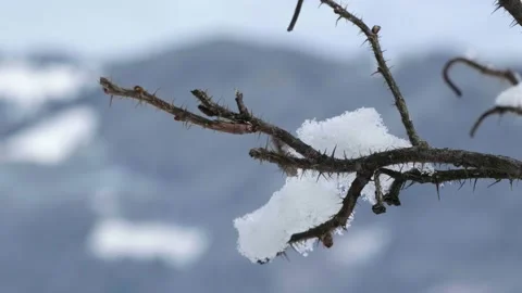 Close-up of a branch covered in snow Stock Footage 231550330