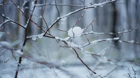 Close-up of a branch covered with white snow and ice. Stock Footage 296404708