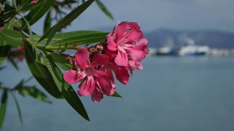 Close-up of a branch with deep pink-red oleander flowers Stock Footage 265173776