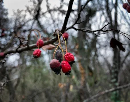 Close up of branch with dried red hawthorn fruits in autumn forest. Stock Photos