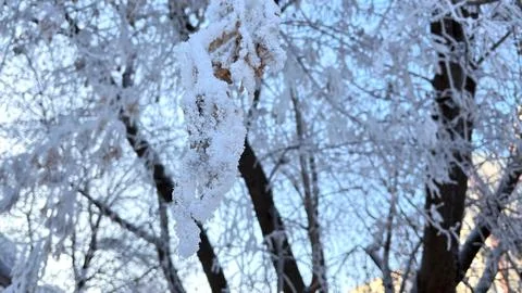 A close-up of a branch with dry leaves covered in a thick layer of frost and Stock Photos
