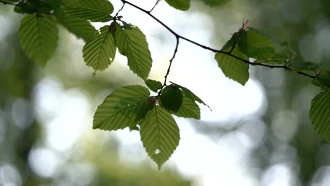 Close-up of a branch of an elm tree (Ulmus glabra) Stock Footage 154815673