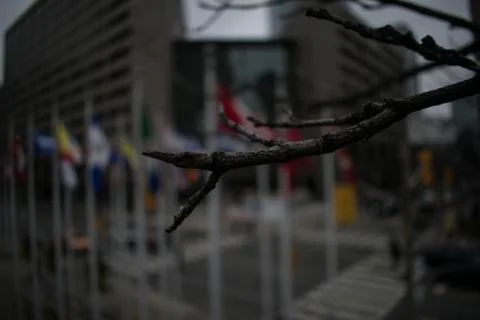Close up branch with flag background Stock Photos