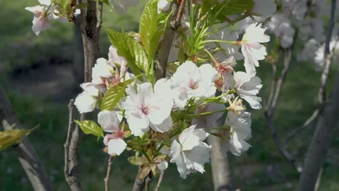 Close-up of a branch of a flowering tree that sways in the wind on a bright Video stock 147191837