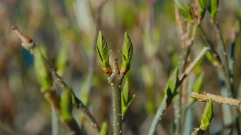 Close-up of a branch with fresh leaves in the spring at sunny day Stockbeeldmateriaal 189399655
