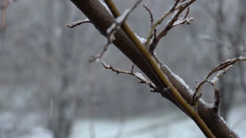 Close-up branch on a frosty winter day. White snow go down on trees. Stockbeeldmateriaal 227721453