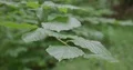 Close up branch with green beech leafs moving in wind 4k or 4k+ Resolution