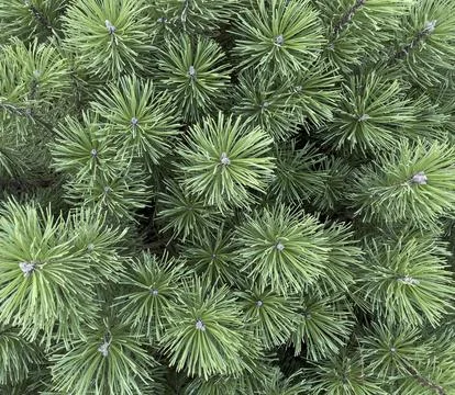 Close-up of a branch of a green spruce. Pine branches. Evergreen tree. Foto stock