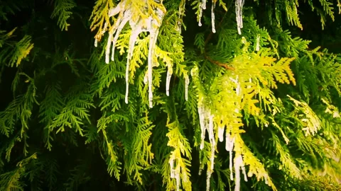 Close up branch of green thuja covered with ice and icicles Stock Footage 146853127