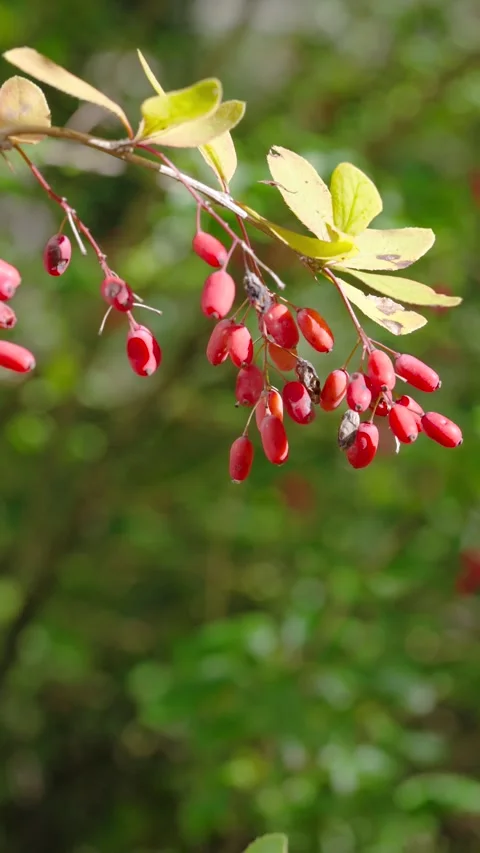 Close-up branch with hanging red berries and pale yellow leaves showing gentle s Stock Footage 345677885