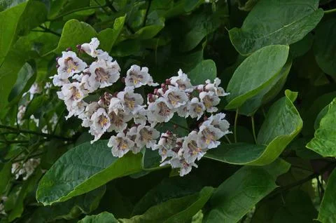 Close up of a branch of Indian bean tree or Catalpa bignonioides in bloom Stock Photos