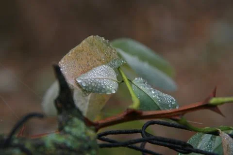 Close up of branch with leaf covered in dew Stock Photos