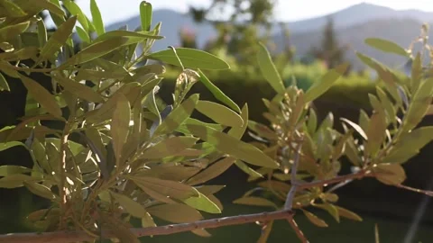 Close up branch of olive tree. Stock Footage 137672751