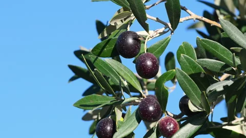 Close up of branch of olive tree with ripe olives against blue sky. Stock-Footage 220224412