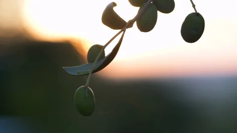 Close up branch of olives at sunset Stock Footage 95938332
