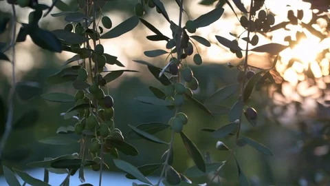 Close up branch of olives at sunset Stock Footage 95939430