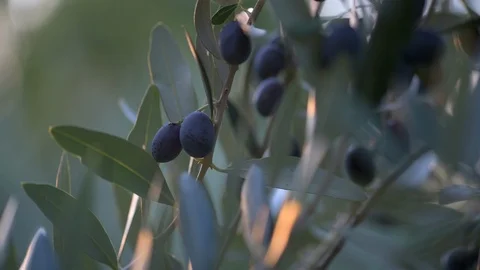 Close up branch of olives at sunset Stock Footage 95943366