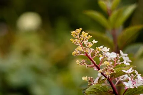 A close-up of a branch of a panicle hydrangea beginning to bloom against a soft, Stock Photos