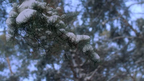 Close-up branch of pine or fir with needles covered with snow swaying in wind Stock Footage 102748058