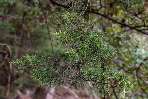 Close up of a branch of pine Stock Photos