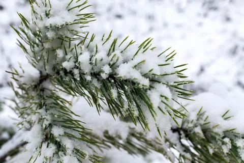 Close up of branch of pine tree in snow. Winter snow background Stock Photos