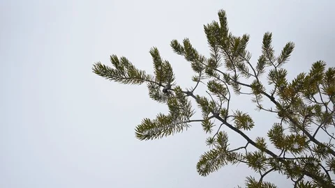 Close-up of a branch on a pine tree with a snowy background  Stock Footage 125691199