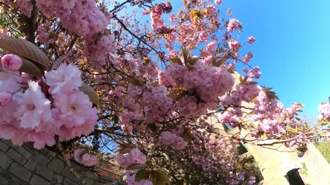 Close up branch with pink cherry blossoms. Stock Footage 158738805