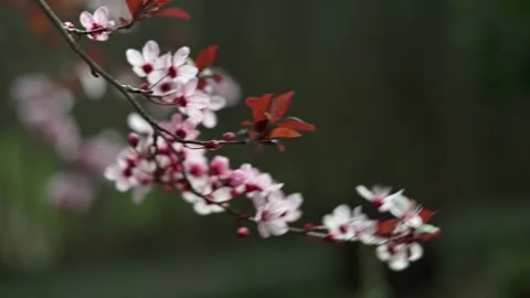 Close up branch with pink spring blossoms and darkred leaves on branch Video stock 331901978