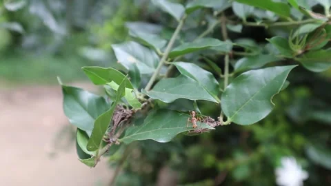 Close up of a branch with red ant mimic spider walking on leaves Stock Footage 154479019
